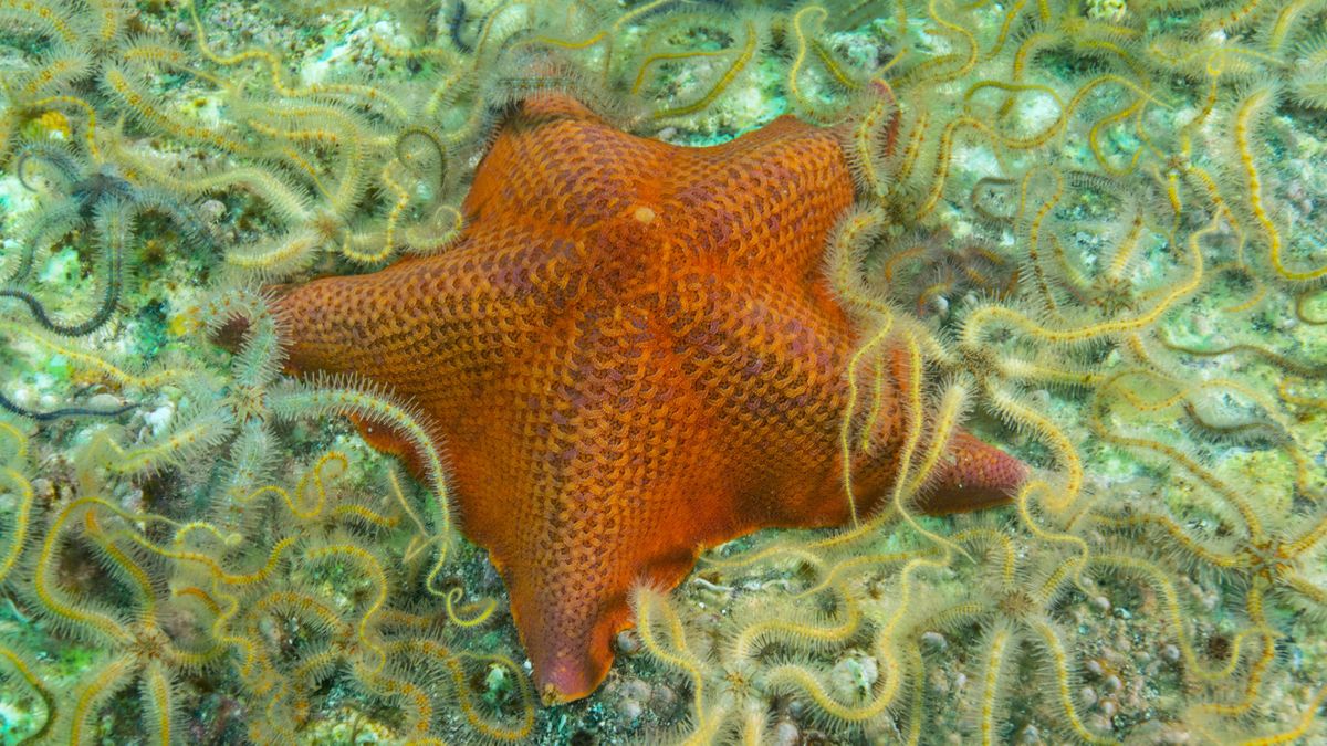 Featured image for Decades-Long Mystery Solved: Starfish Revealed as Walking Heads