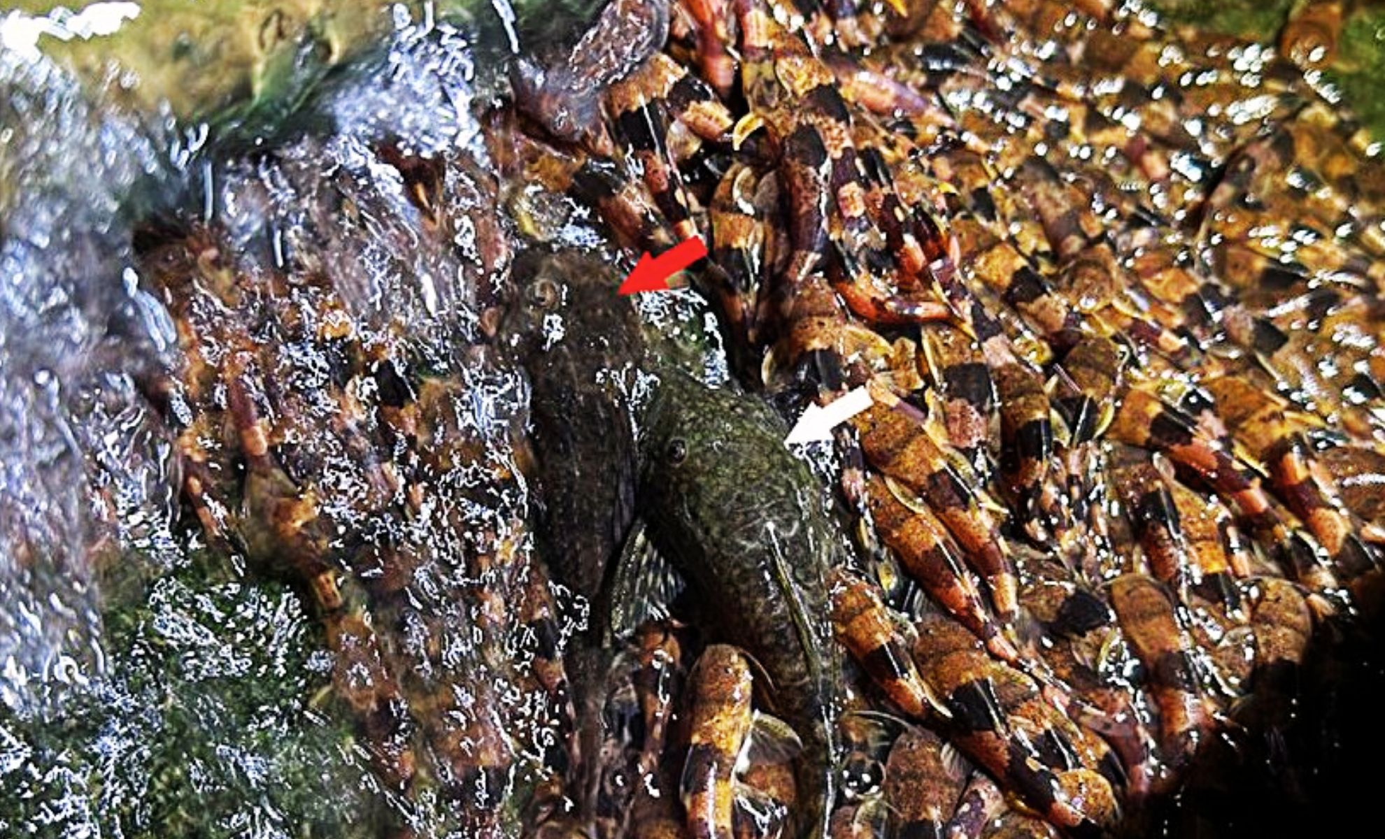 Featured image for Tiny Catfish Surpass Expectations with Waterfall Climbing Feats