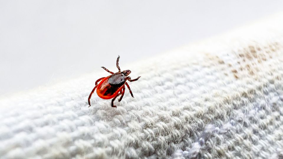 Featured image for Rising temperatures boost tick populations, increasing disease risks