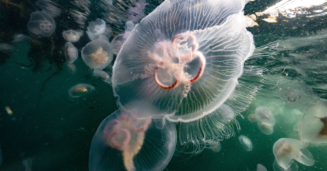 Featured image for Jellyfish Invasion Causes French Nuclear Plant Shutdown