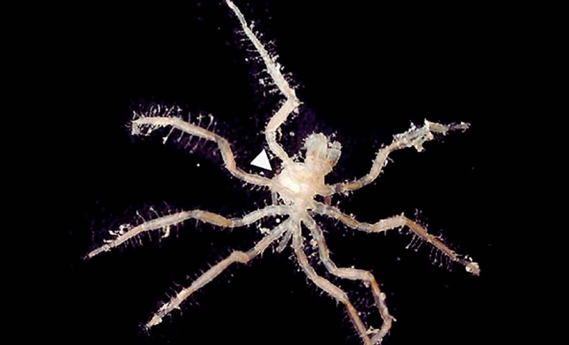 Featured image for Sea Spiders Thrive in Darkness, Feed on Ocean Floor Methane