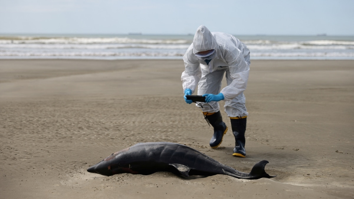Featured image for Avian Influenza Decimates Seal and Sea Lion Populations in Brazil
