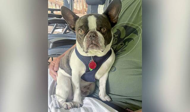 Featured image for Woman Arrested for Abandoning Dog at Pittsburgh Airport