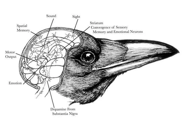 Featured image for The Intelligence of Crows and Ravens with Dr. John Marzluff
