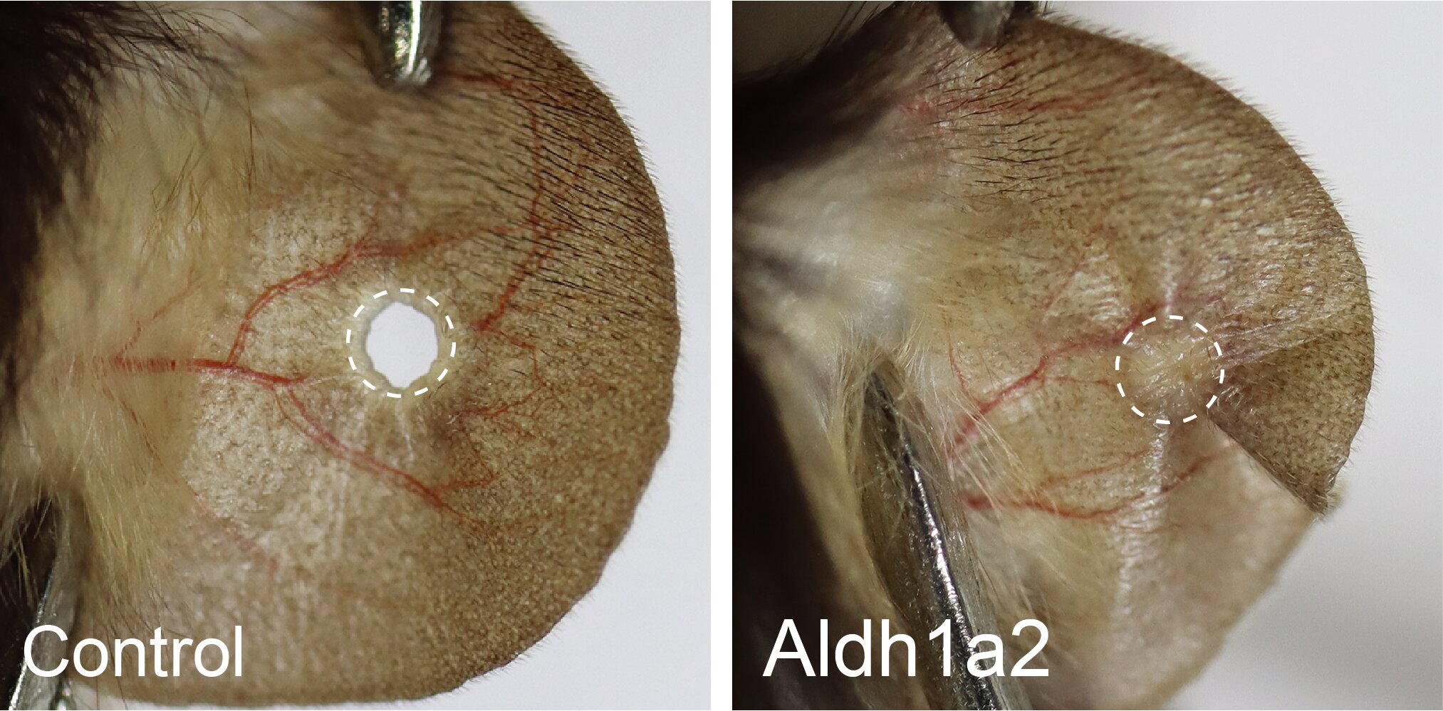 Featured image for Genetic switch enables tissue regeneration in mammals, Chinese research shows