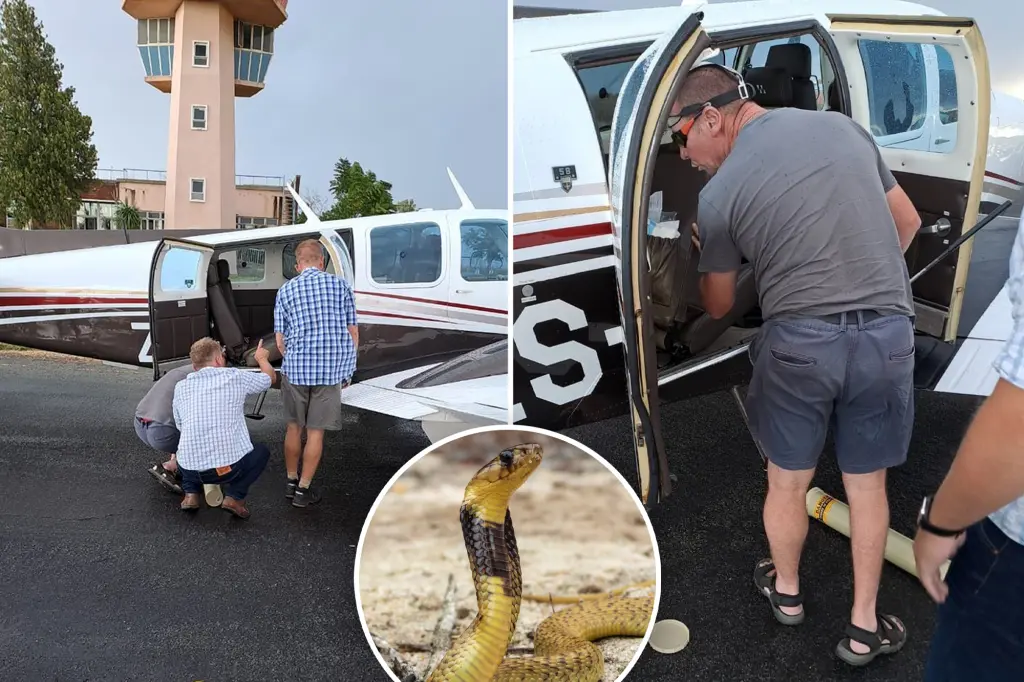 Snake on plane forces emergency landing in South Africa.