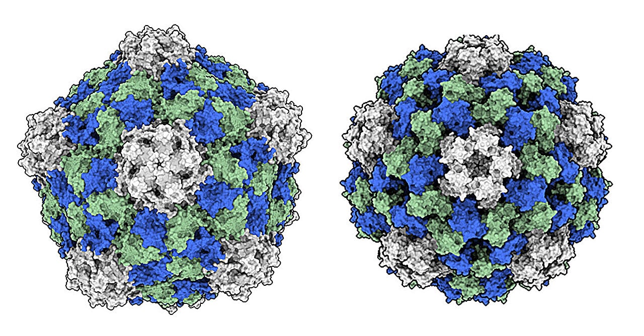 Featured image for Plant Virus Boosts Immune System to Combat Cancer
