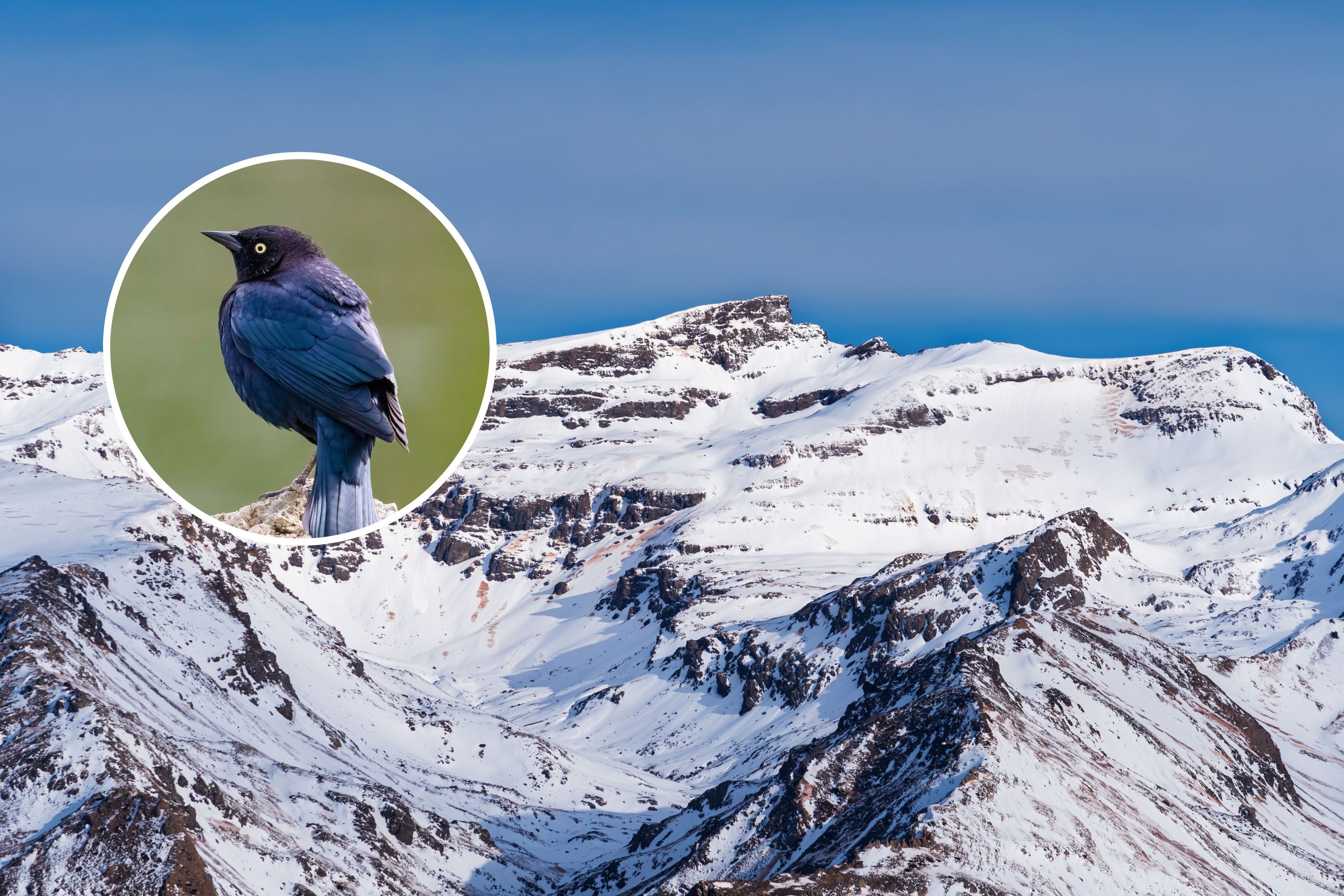 Featured image for "Drought-Driven Changes in California's Alpine Ecosystems Impact Predator Survival"