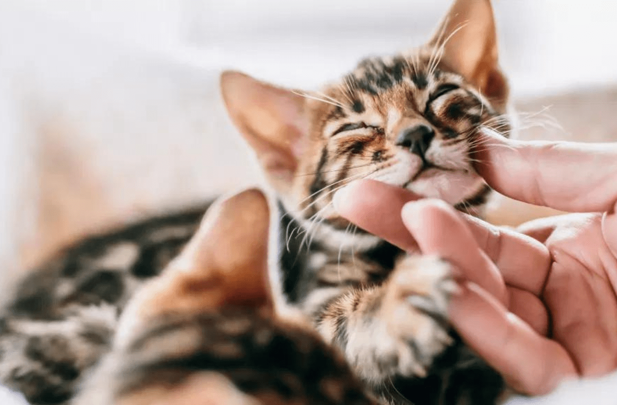 "The Link Between Cats and Schizophrenia: Fact or Fiction?"