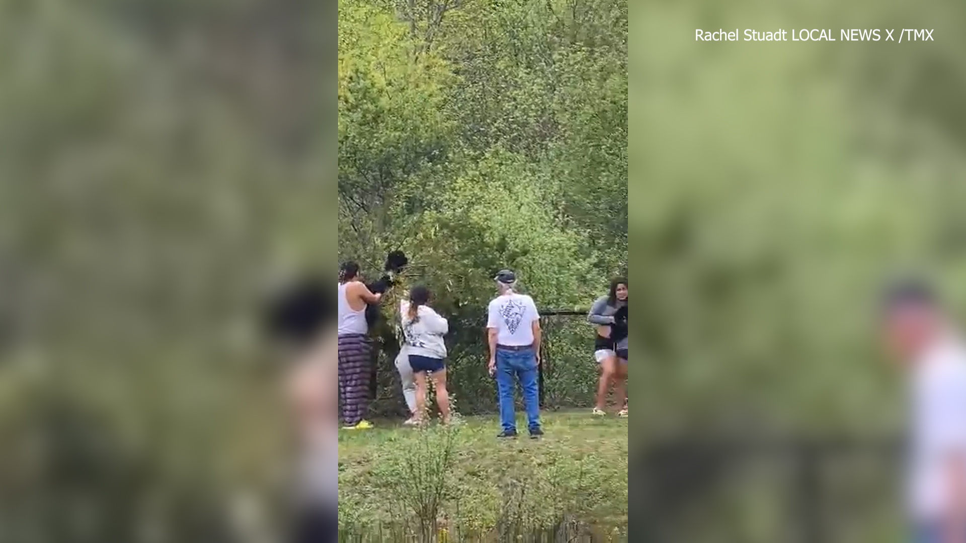 Disturbing Trend: People Pulling Bear Cubs from Trees for Photos