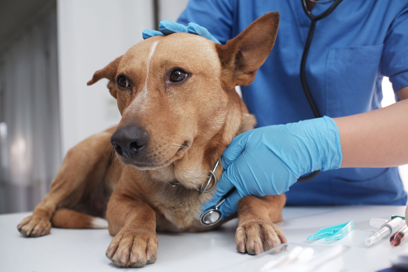 Featured image for Rising Parvovirus Cases in Dogs Across Major US Cities