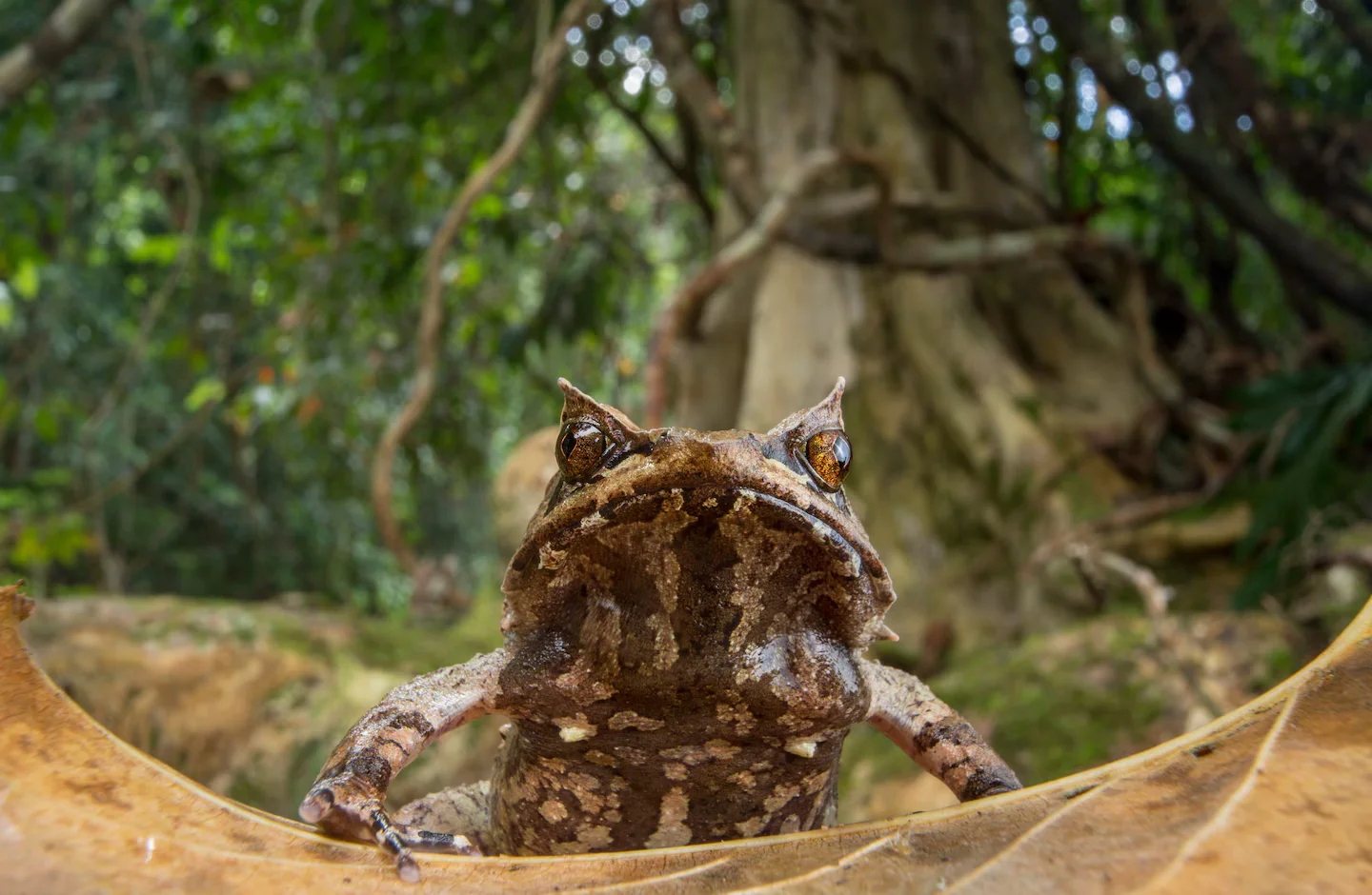 Amphibians on the Brink: Climate Change Pushes Species to Extinction