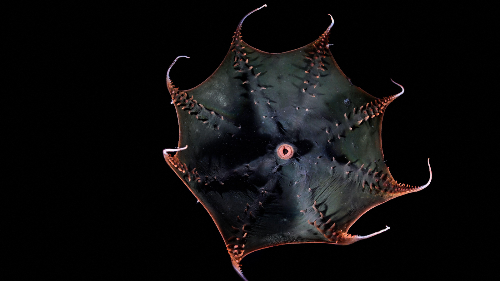 Featured image for Vampire Squid Genome Sequenced Unveiling Evolutionary Secrets