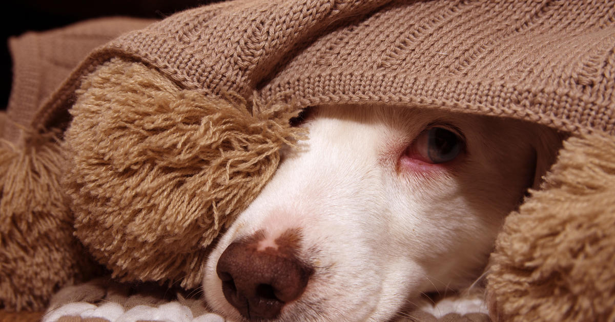 Firework Safety: Tips to Protect and Calm Pets on the Fourth of July