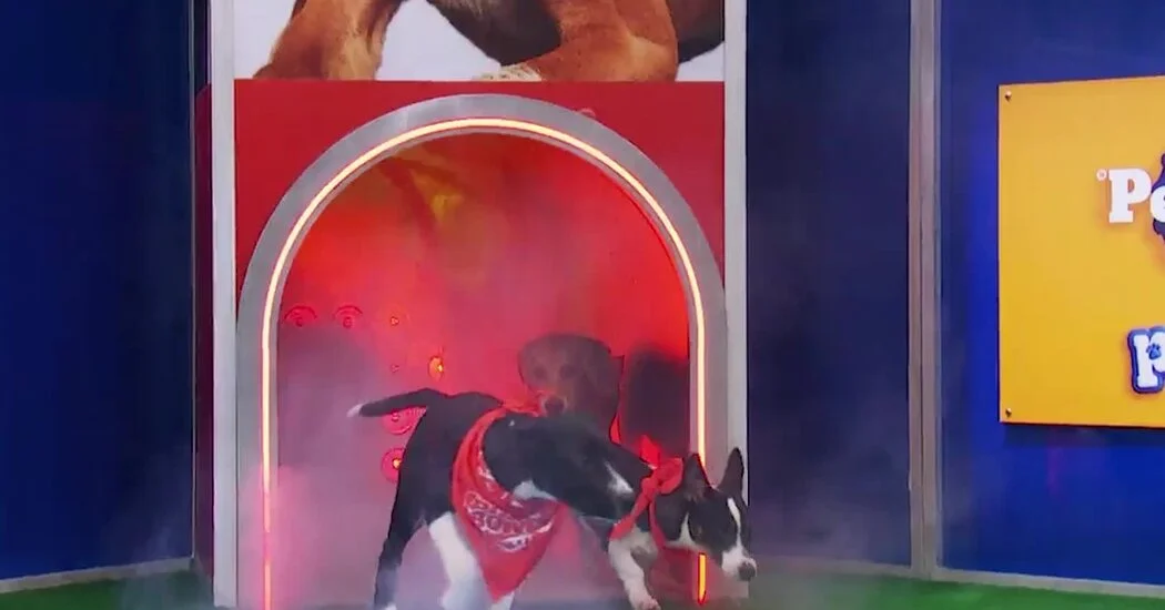 Puppy Bowl Becomes a Shelter-Dog Adoption Spotlight