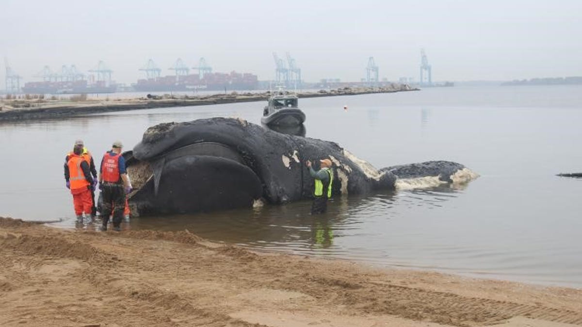 "Vessel Strike Linked to Death of Endangered Whale off Virginia Coast"