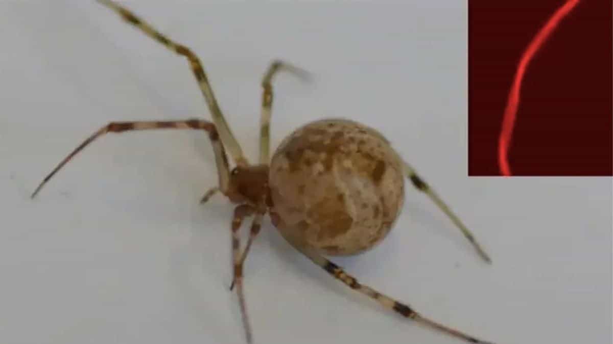 Featured image for First Genetically Modified Spider Spins Glowing Red Silk
