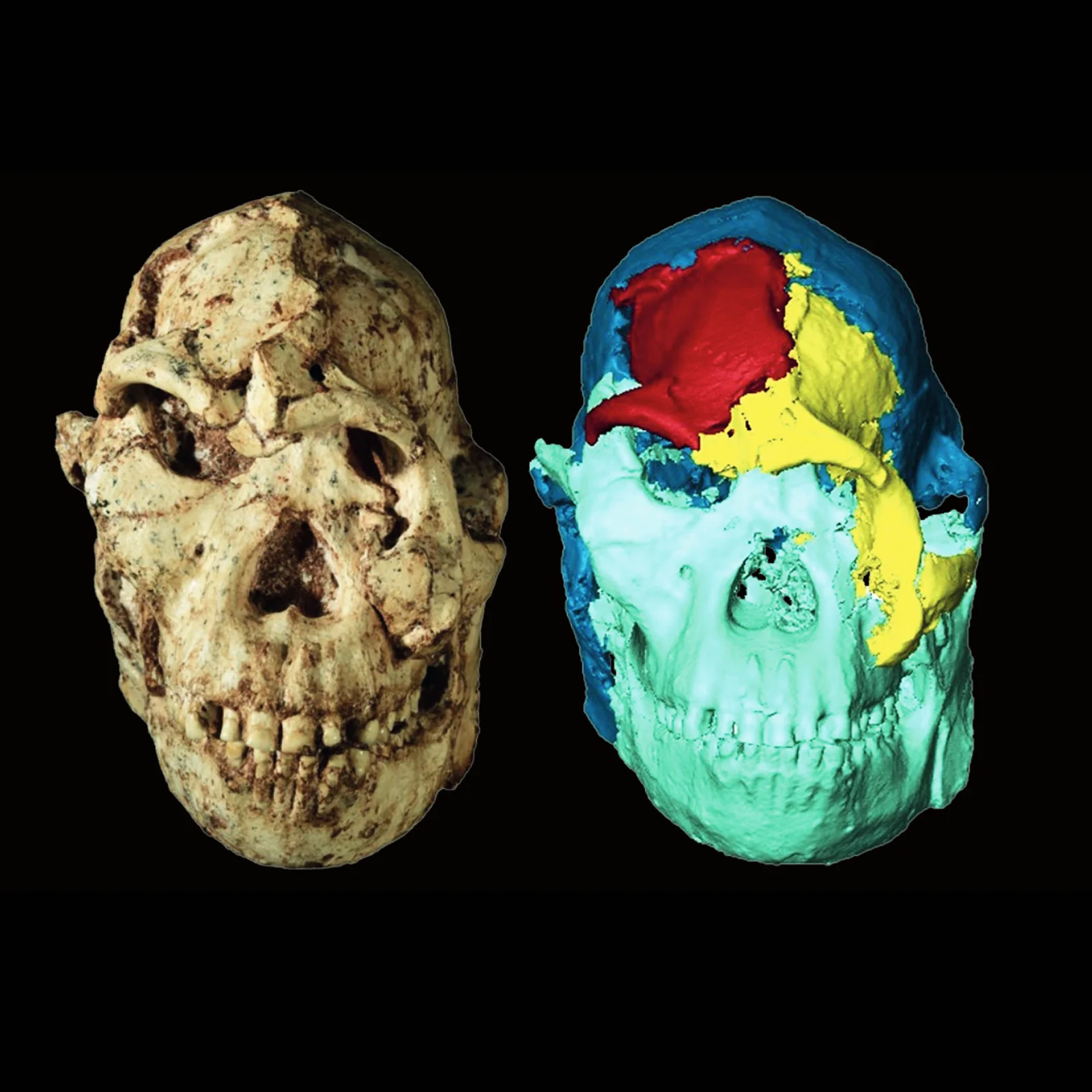 Ancient Face, Connected Africa: Little Foot’s Reconstruction Rewrites Hominin History