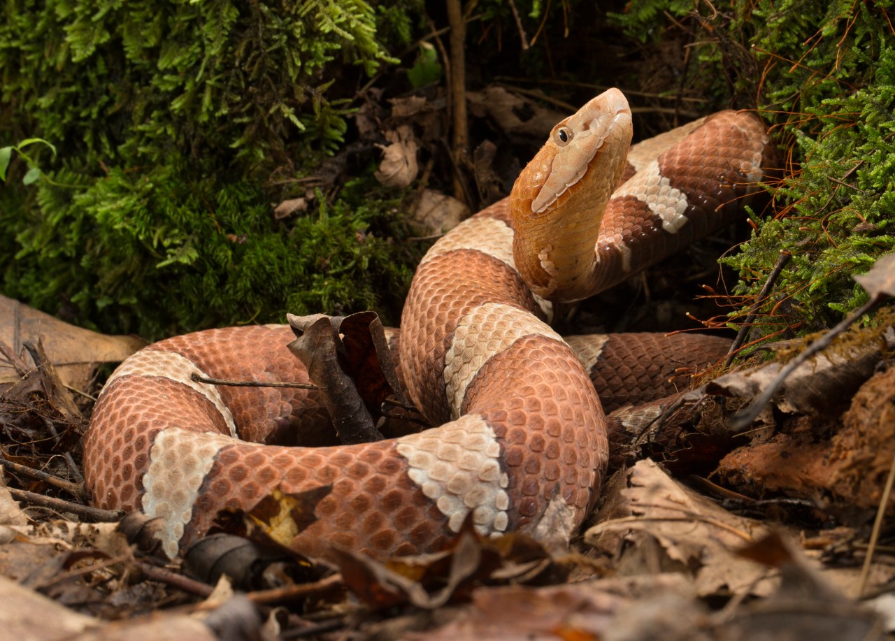 "Staying Safe: Navigating Snake Season in North Carolina"