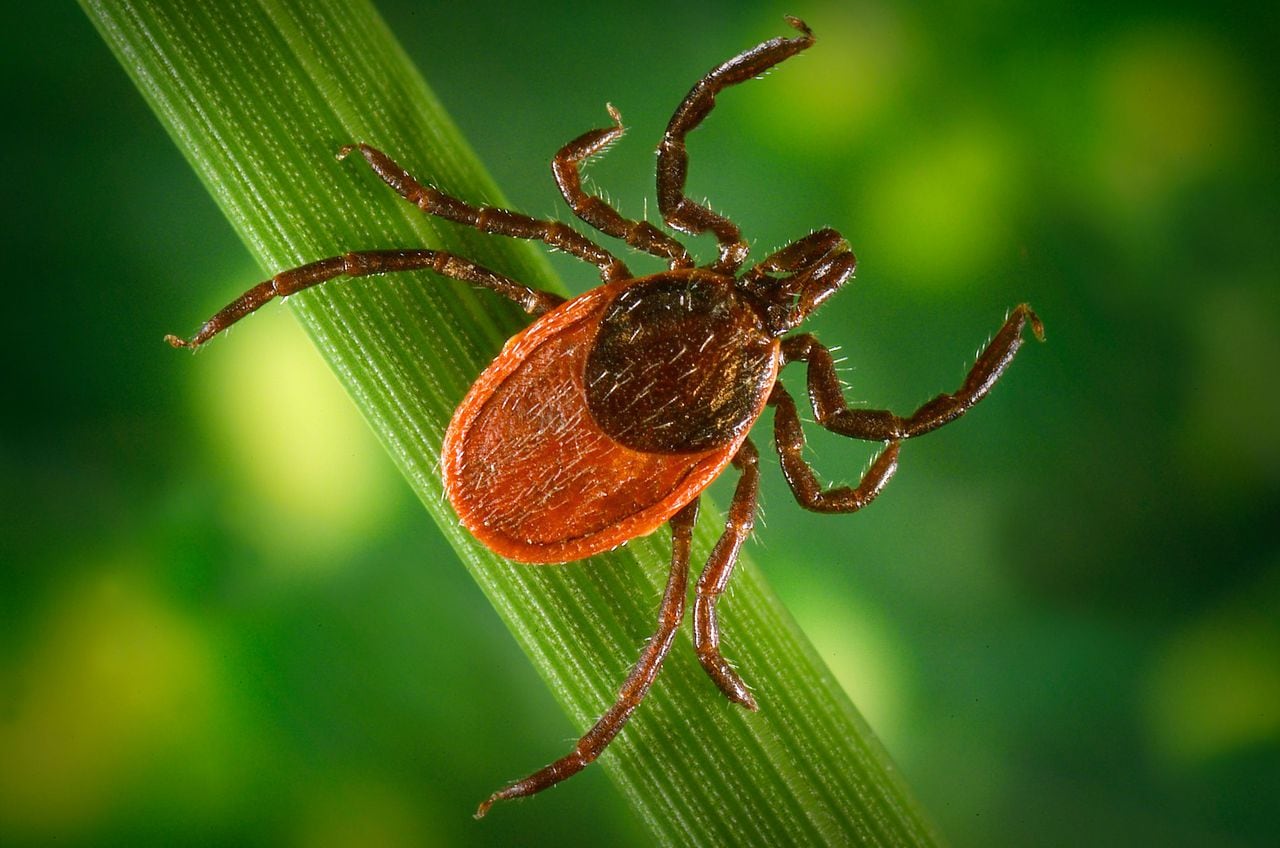 Tick-borne diseases on the rise in multiple US states, warns CDC.