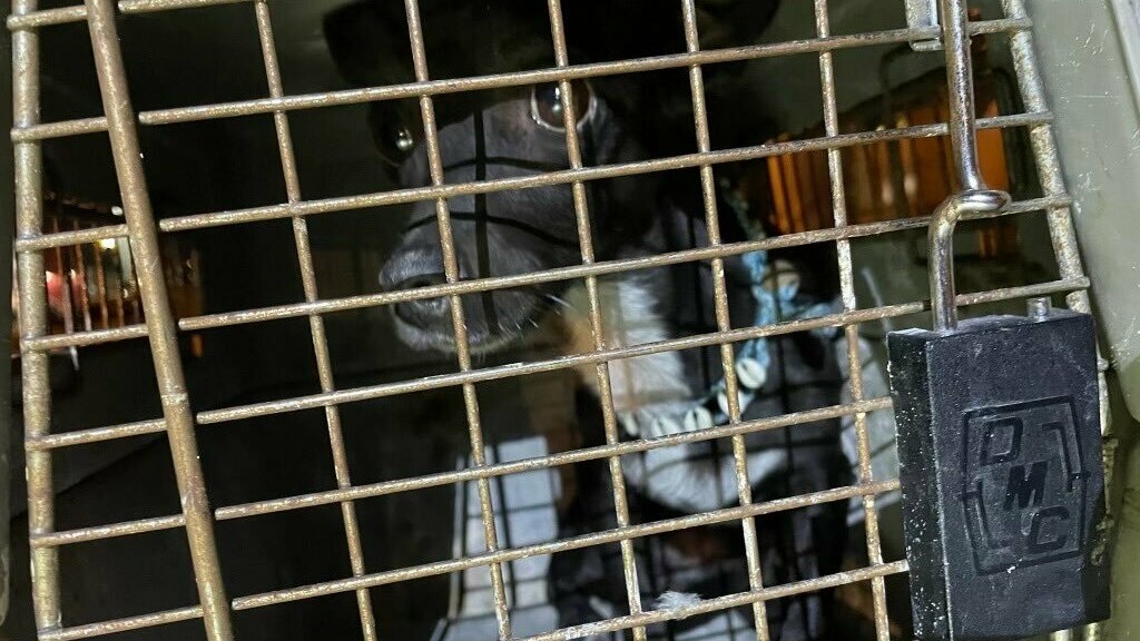 Featured image for Lost Dog Reunited with Owner After 3 Weeks at Atlanta Airport