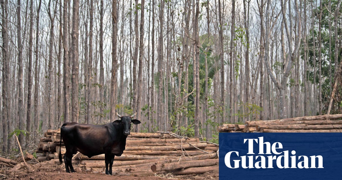 Mapping the Destruction: A Visual Guide to Amazon Deforestation.