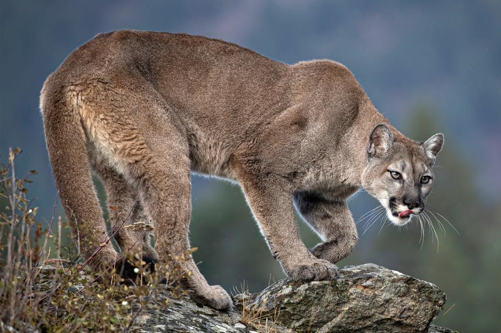 Featured image for Mountain Lion Attacks on Vacationers in the West