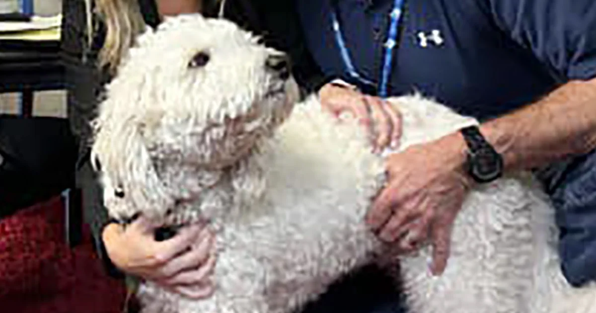 Loyal Labradoodle Leads Police to Owner's Killer, Cousin Jailed for Life