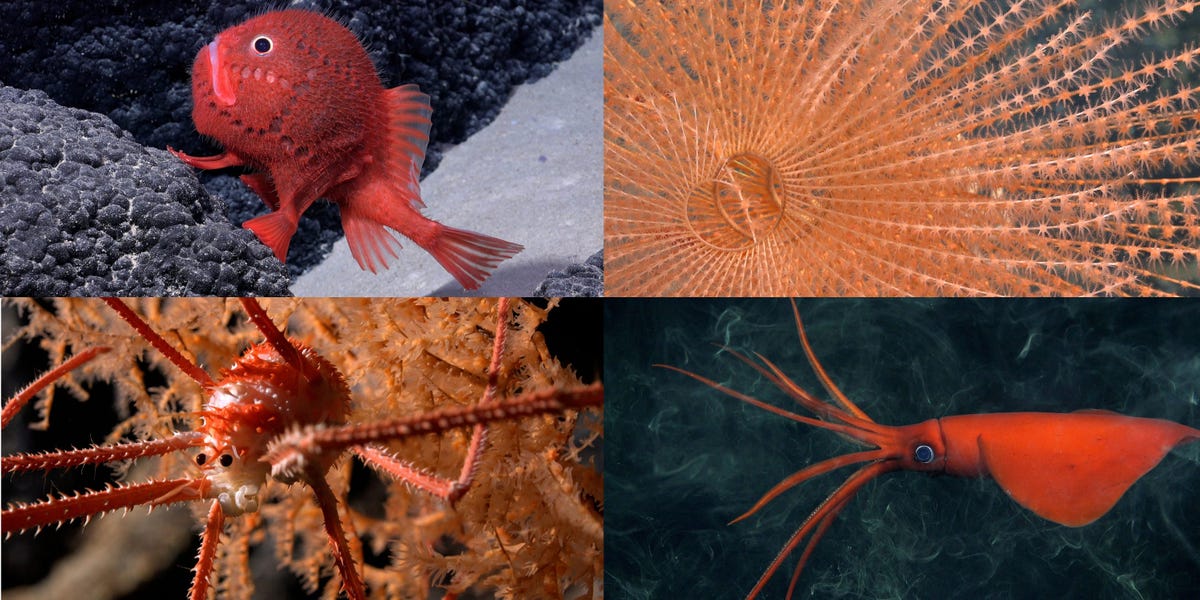 Featured image for "Exploration near Chile Uncovers 100 New Marine Species in Deep Sea"