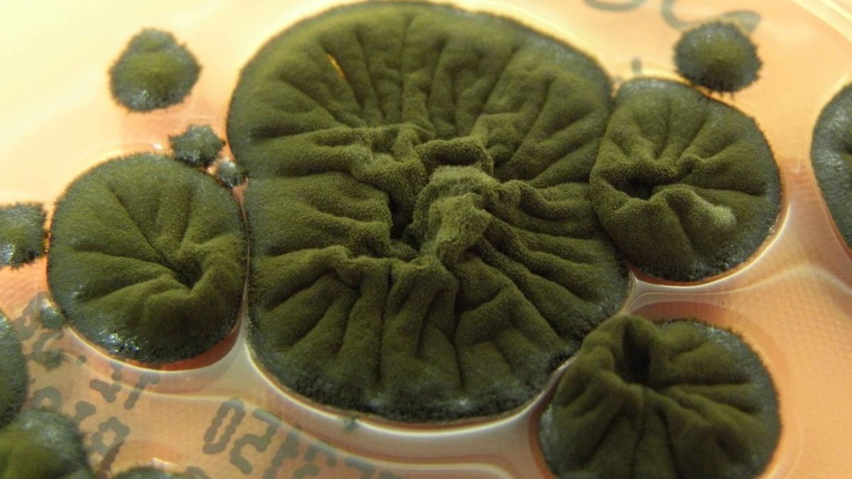 Featured image for Chernobyl's Black Fungus: A Radiation-Eating Marvel with Space Colonization Potential