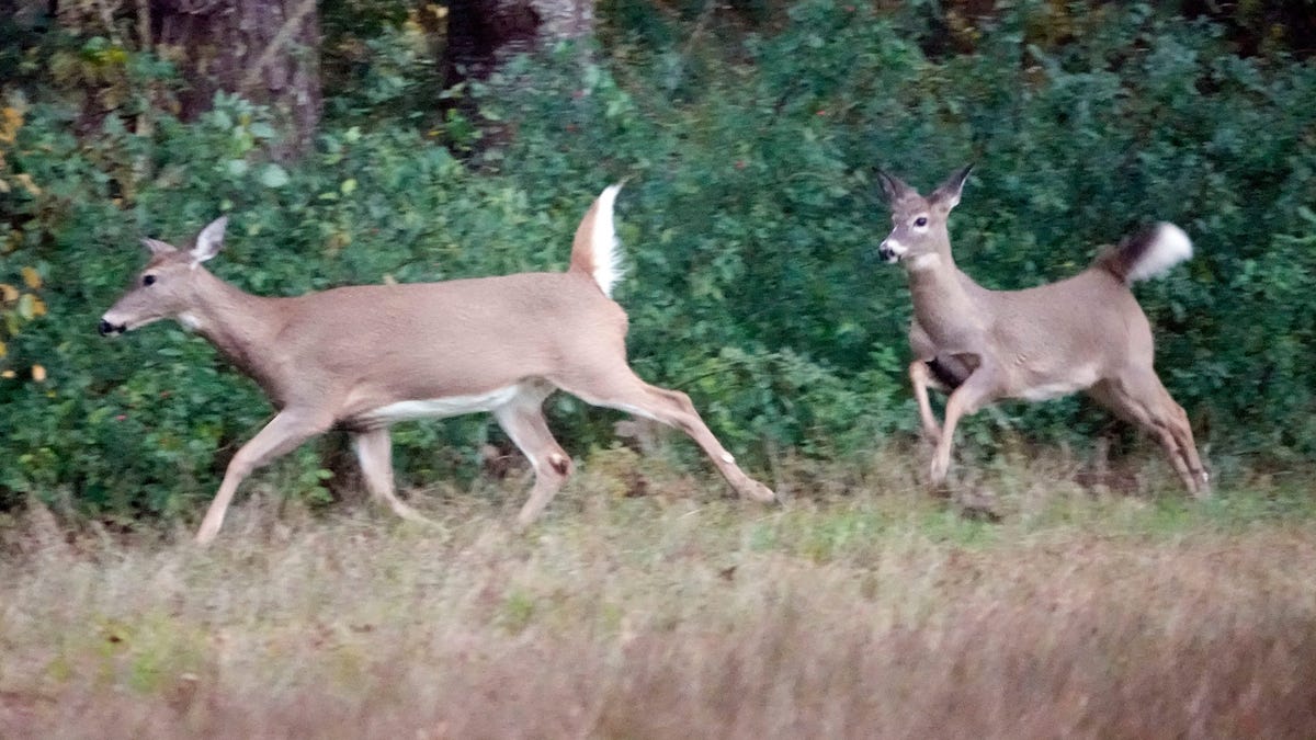 Featured image for "Texas Ranch Culls Hundreds of CWD-Infected 'Zombie' Deer"