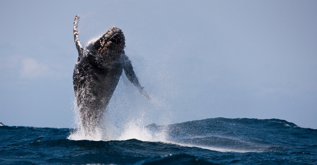 Featured image for Humpback Whale Shatters Migration Record with Epic Ocean Journey