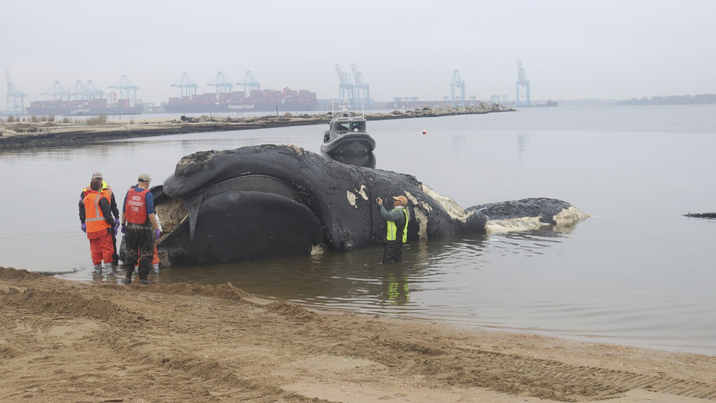 Featured image for Endangered Right Whales: Recent Collisions and Deaths off the East Coast