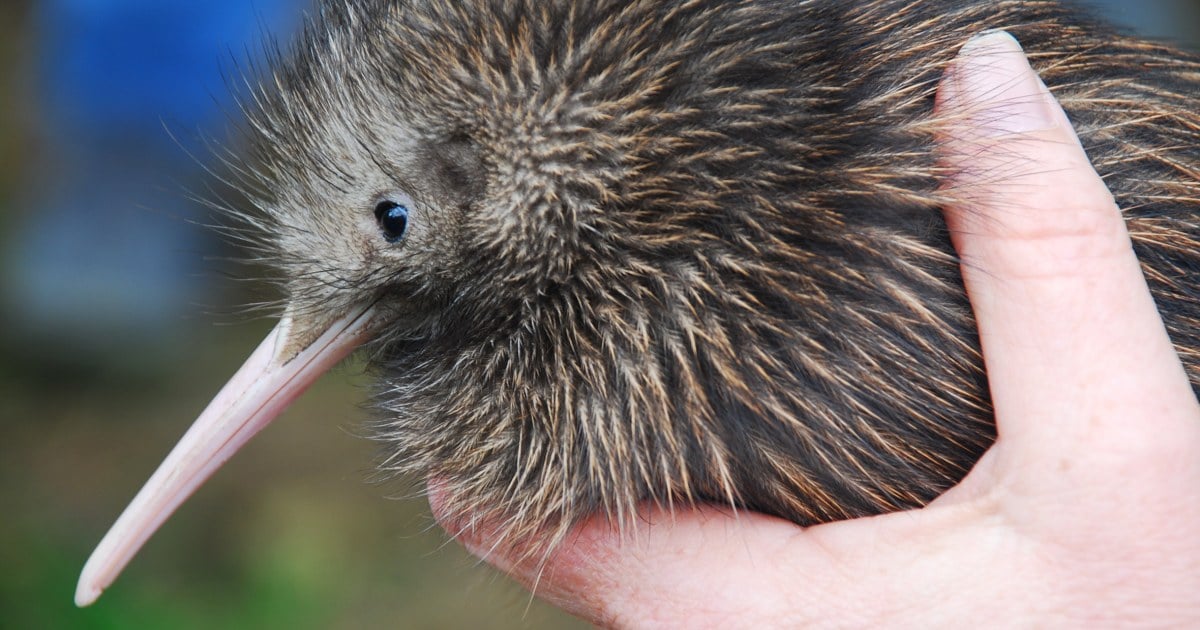 Featured image for Miami Zoo Apologizes for Controversial Kiwi Encounter Program.