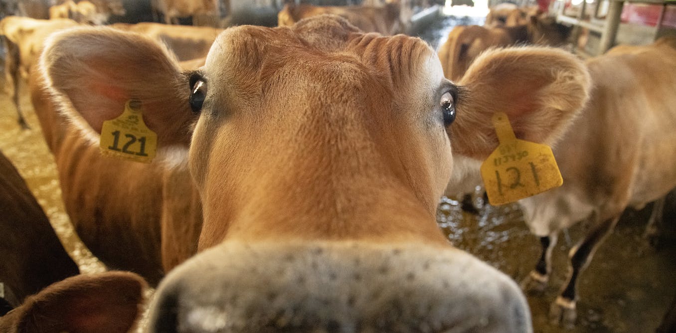 Featured image for "Addressing Climate Change and Feeding a Growing World: Key Innovations at COP28"