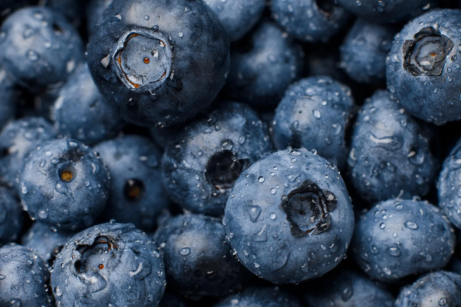 Tiny Wild Blueberries Linked to Big Cardiometabolic Benefits