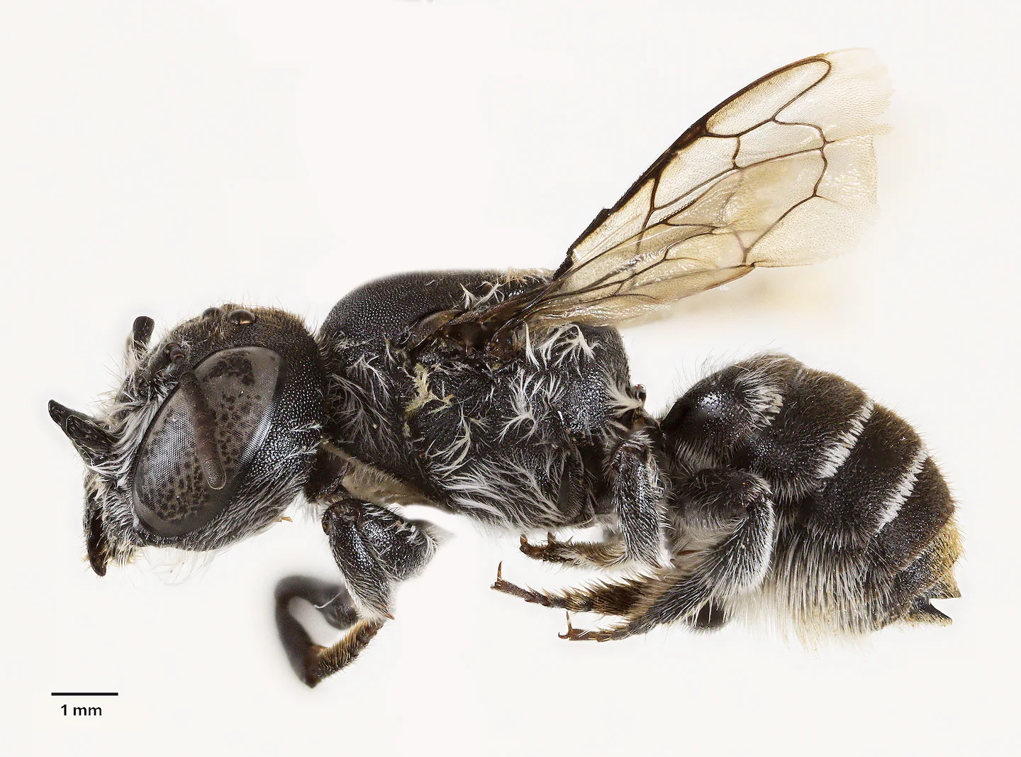 Featured image for New 'Lucifer' bee with devil-like horns discovered in Australian wildflowers