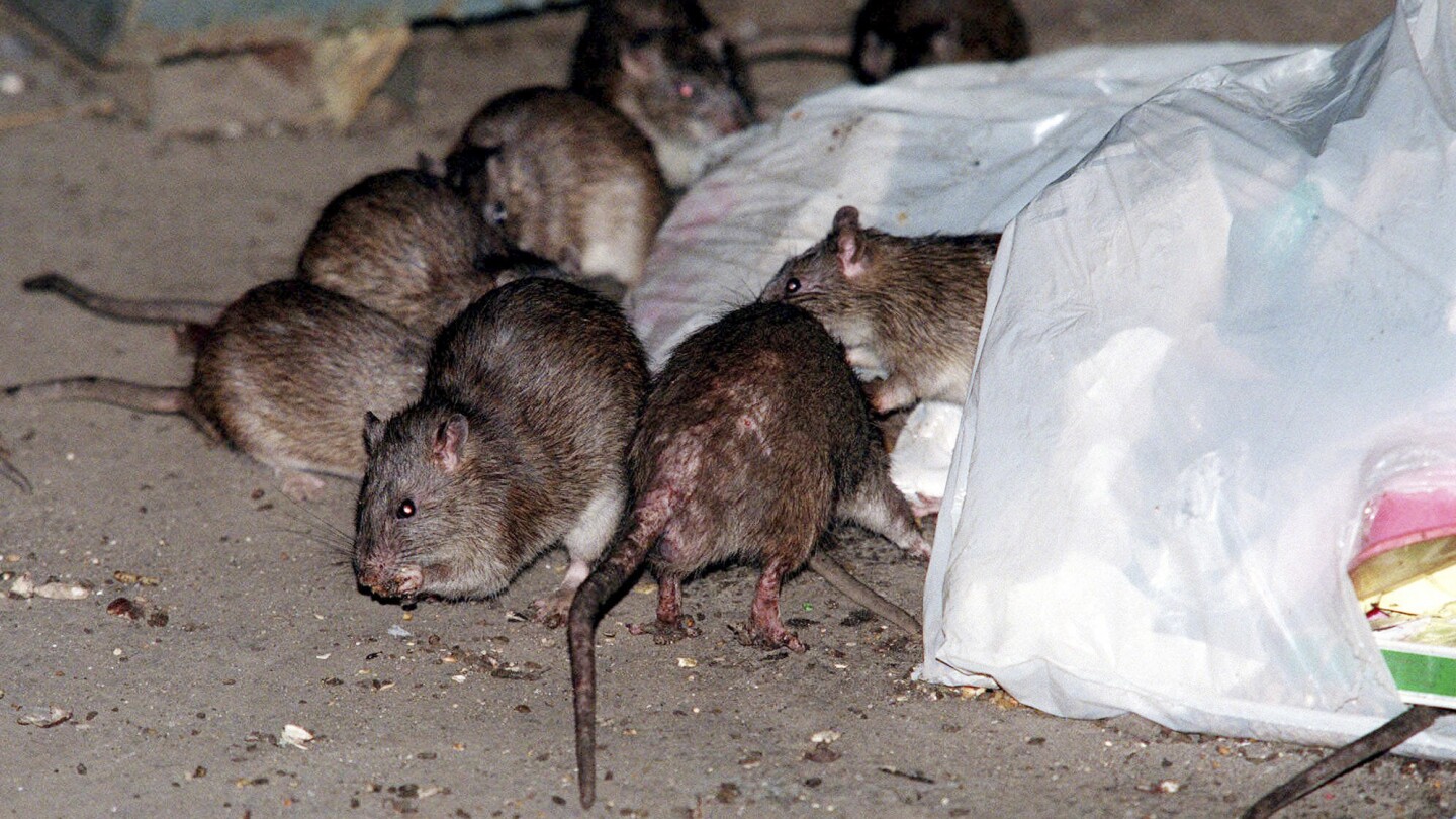 "Using Birth Control to Humanely Control NYC Rat Population"