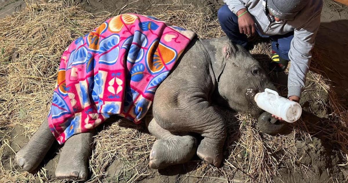 Featured image for "Efforts to Save Elephant Calf After Tragic Train Collision"