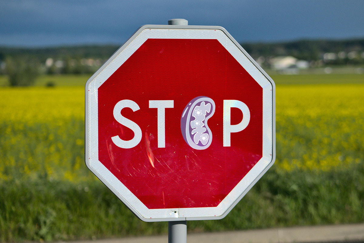 Featured image for "Breakthrough Compound Halts Mitochondrial Free Radical Generation"