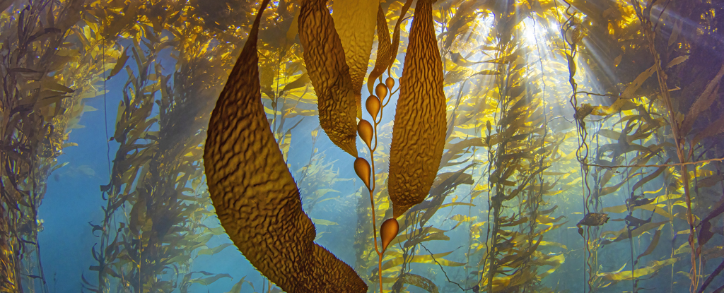 Featured image for The Undervalued Importance of Underwater Ecosystems.