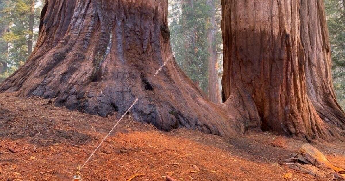 Featured image for Garnet Fire Threatens California's Sequoia Groves