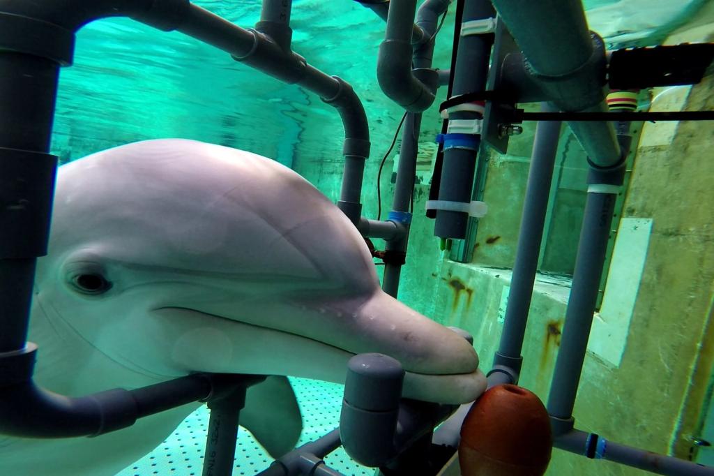 Featured image for Dolphins' Electrifying Superpower Unveiled