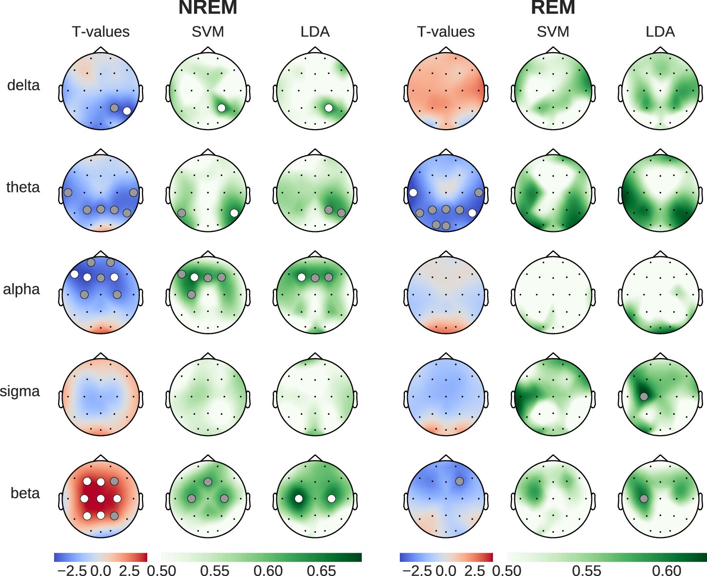 Featured image for Impact of Coffee on Sleep-Related Brain Activity