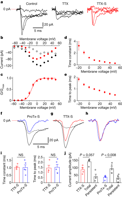 "Yale Study Reveals Epilepsy Drug Targeting Nav1.7 Channels May Halt Osteoarthritis Progression"