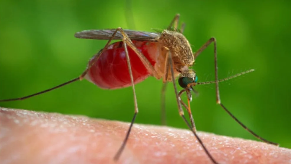 West Nile Virus Cases Rise in Multiple Counties, Officials Confirm First Human Case of 2025