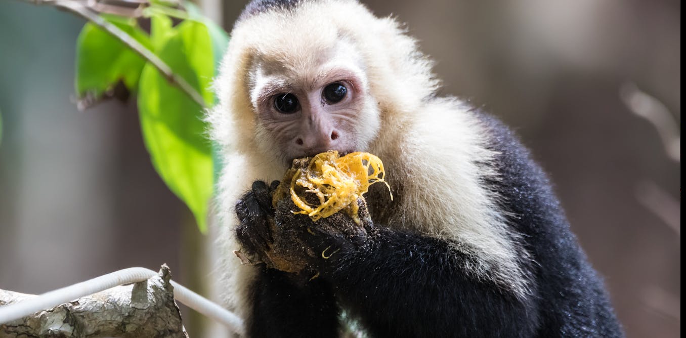 Featured image for "Primates' Big Brains Evolved for More Than Just Foraging, Study Finds"