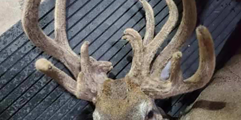 Featured image for Missouri bow hunter bags potential record-setting 18-point doe