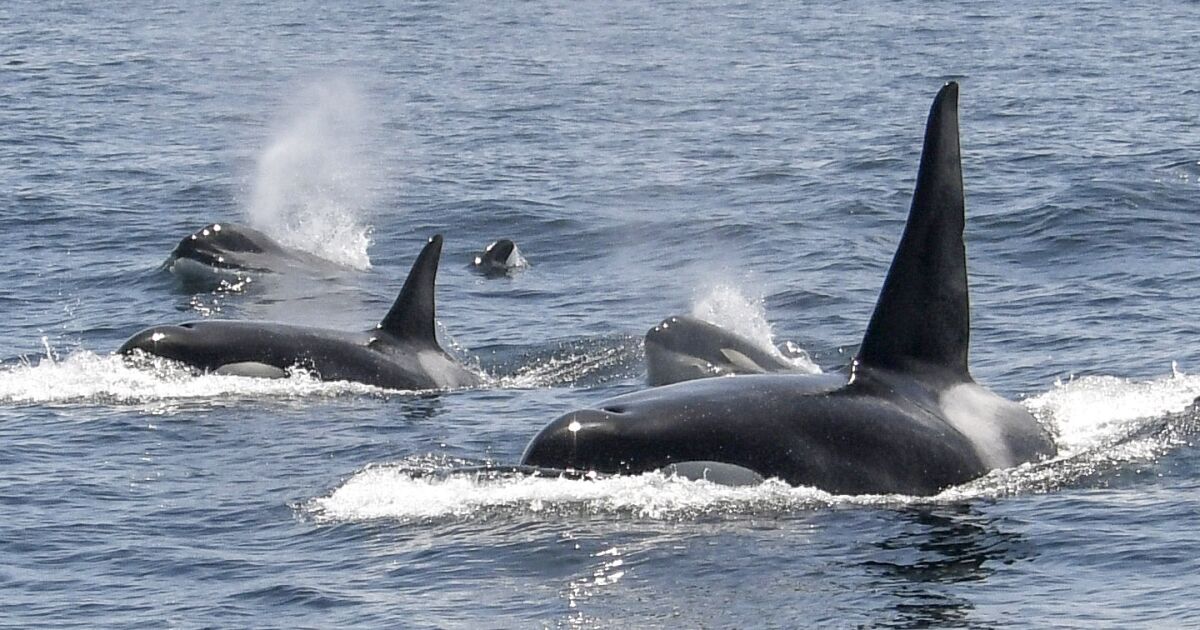 Featured image for The Aggressive Behavior of Killer Whales Towards Boats: Experts Weigh In.