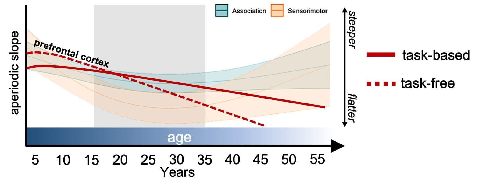 Featured image for Mapping Brain 'Neural Noise' Changes from Childhood to Adulthood